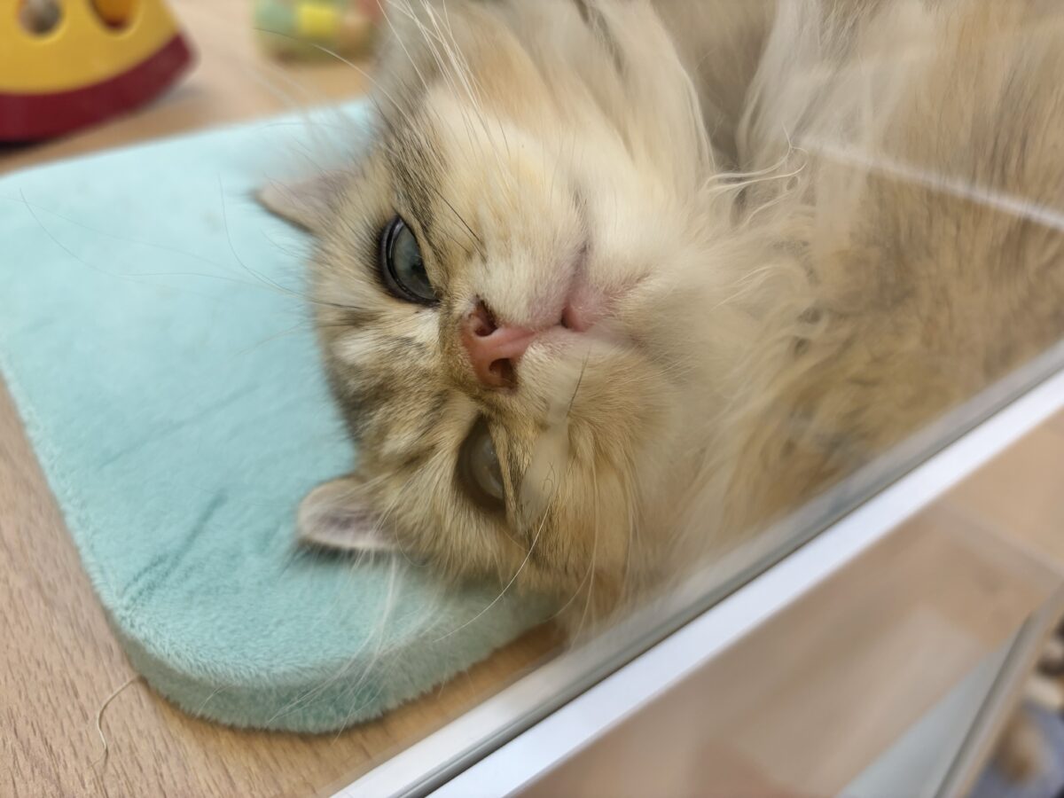 ブリティッシュショートヘア