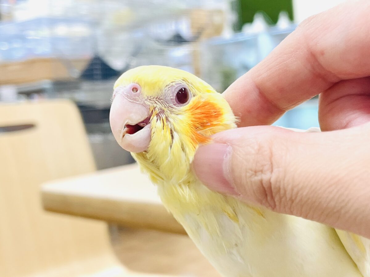 オカメインコ
