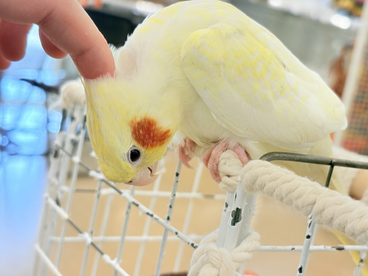 オカメインコ