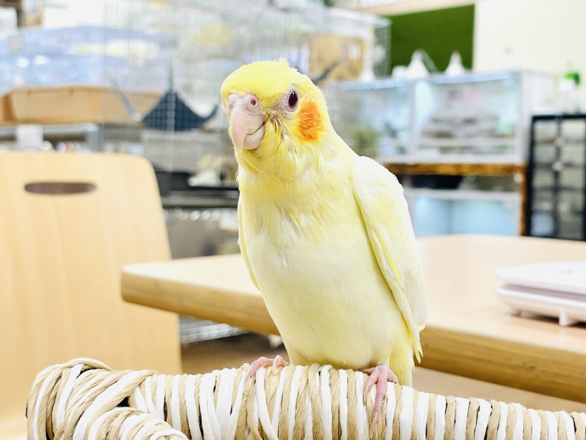 【最新画像】焼き菓子のようなふんわりイエロー💛オカメインコ（ルチノー）ヒナ