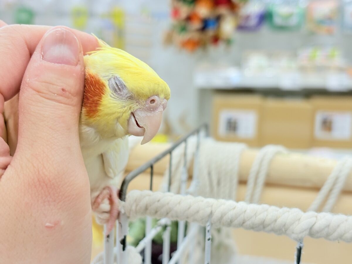 オカメインコ