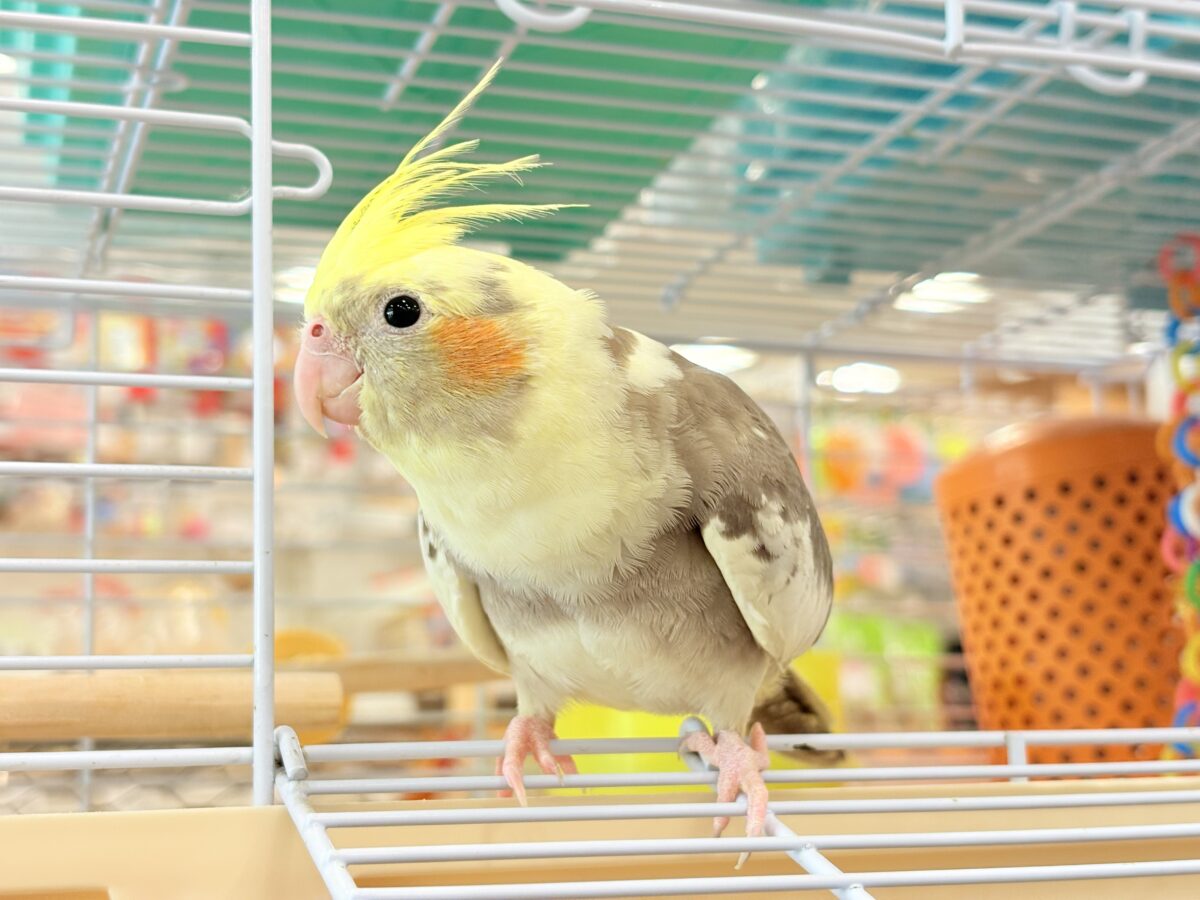 オカメインコ