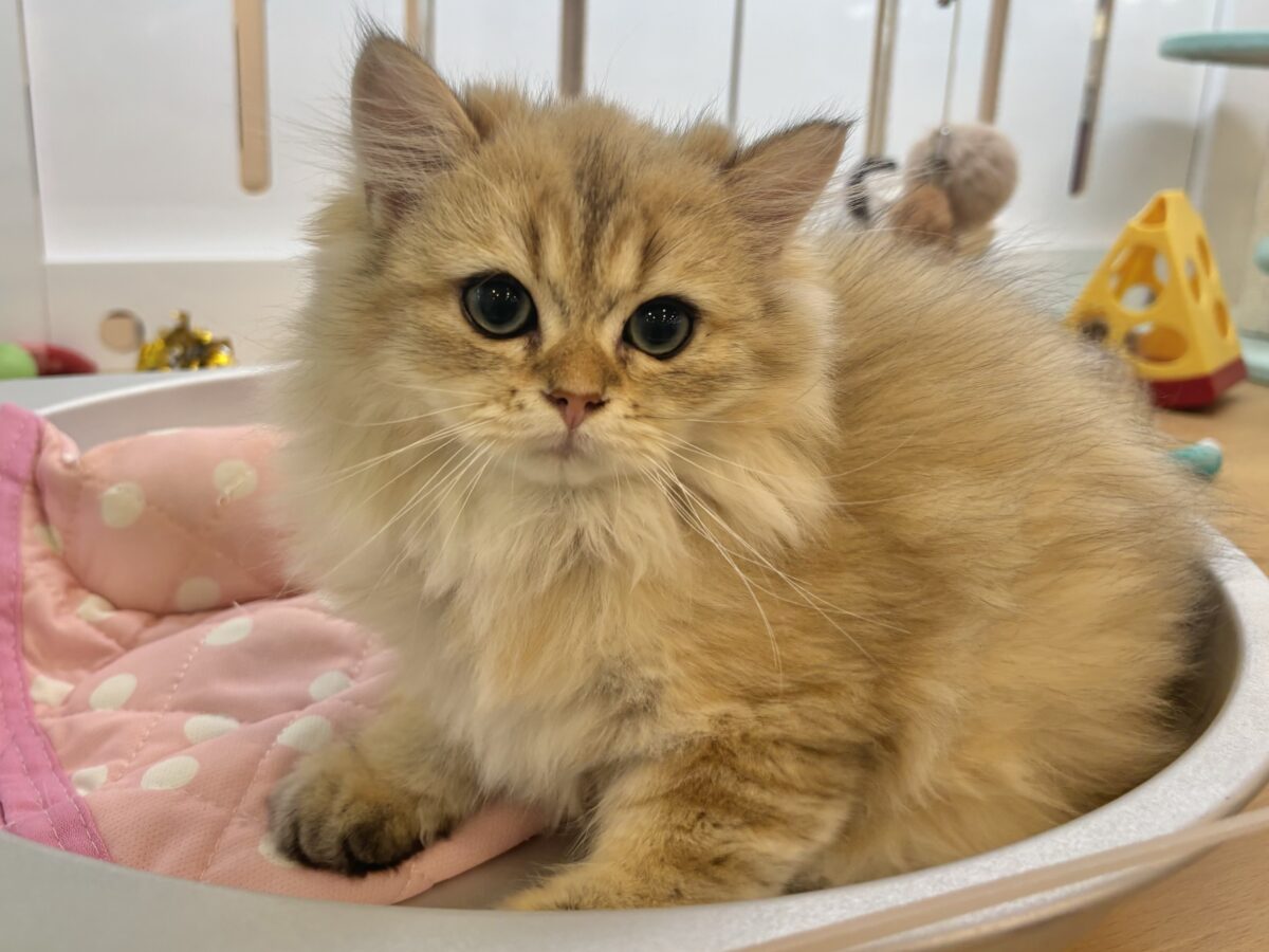 ブリティッシュショートヘア