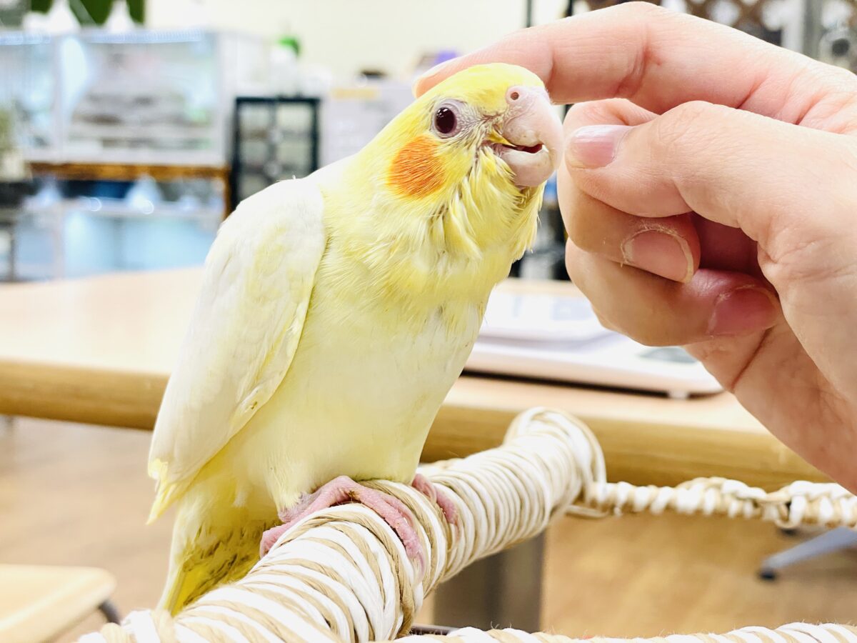 オカメインコ