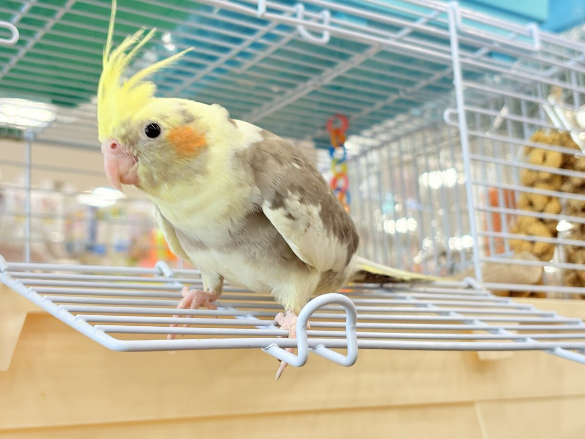 オカメインコ