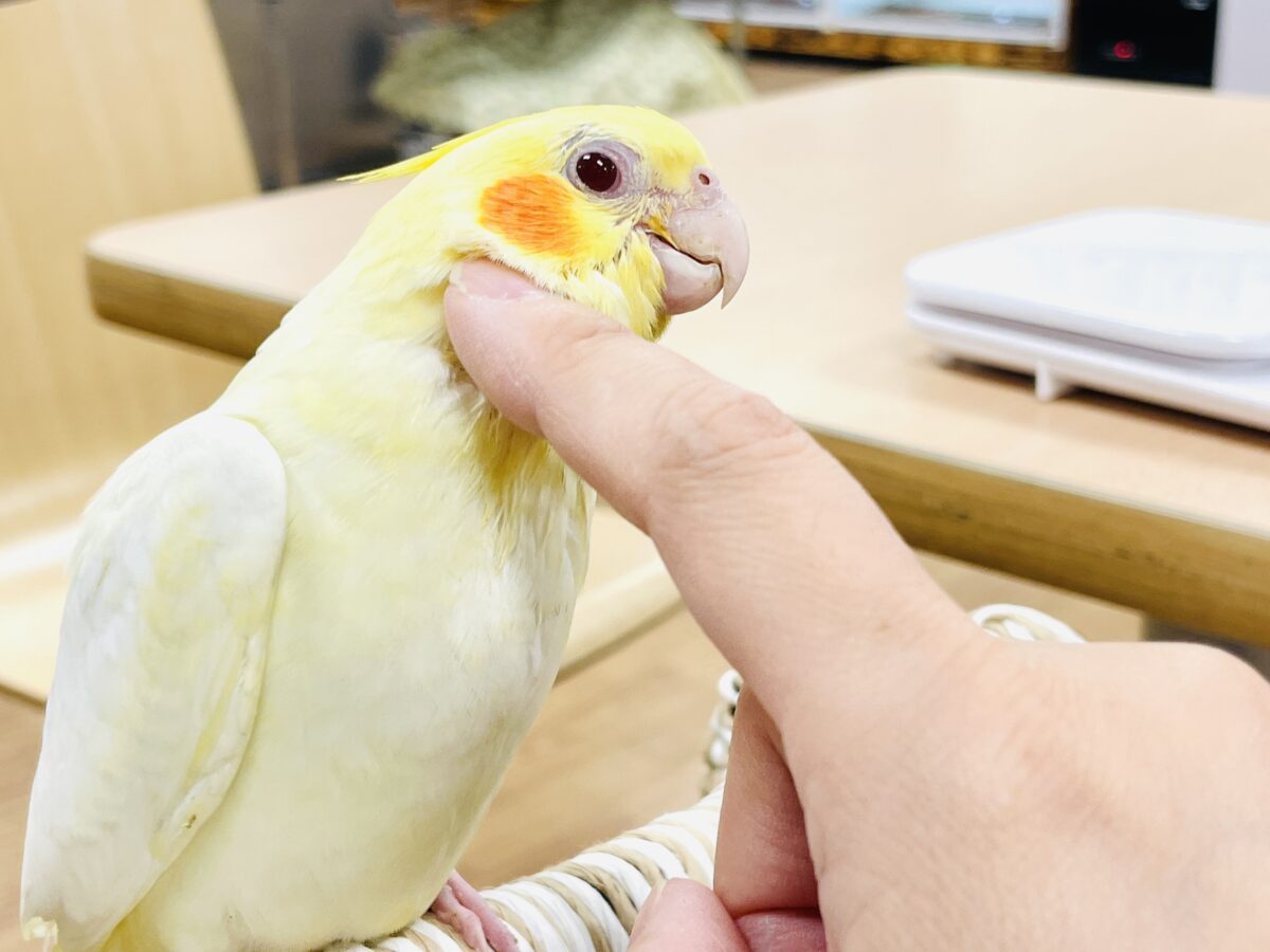 オカメインコ