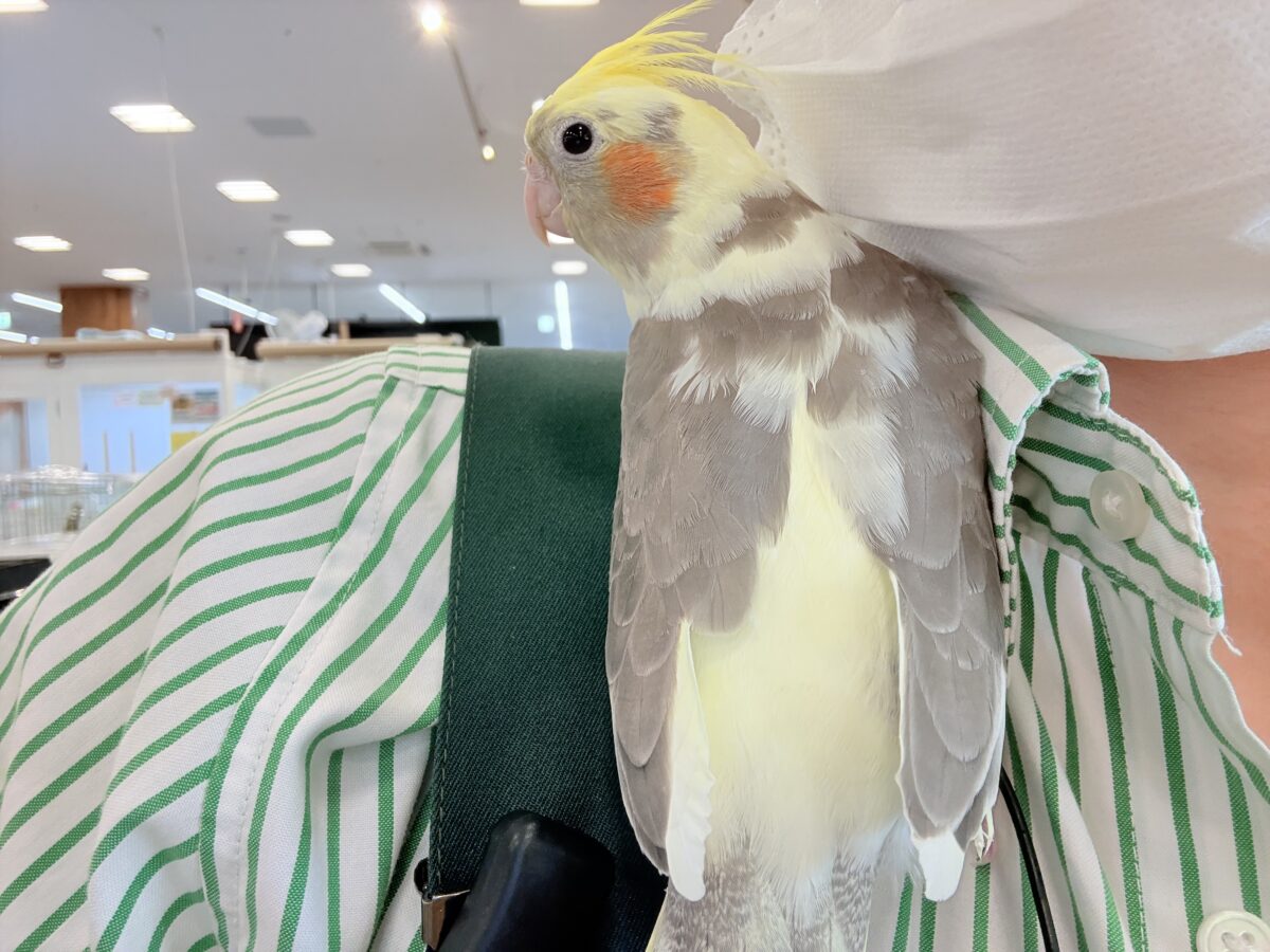 オカメインコ