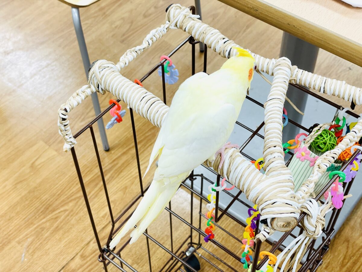 オカメインコ