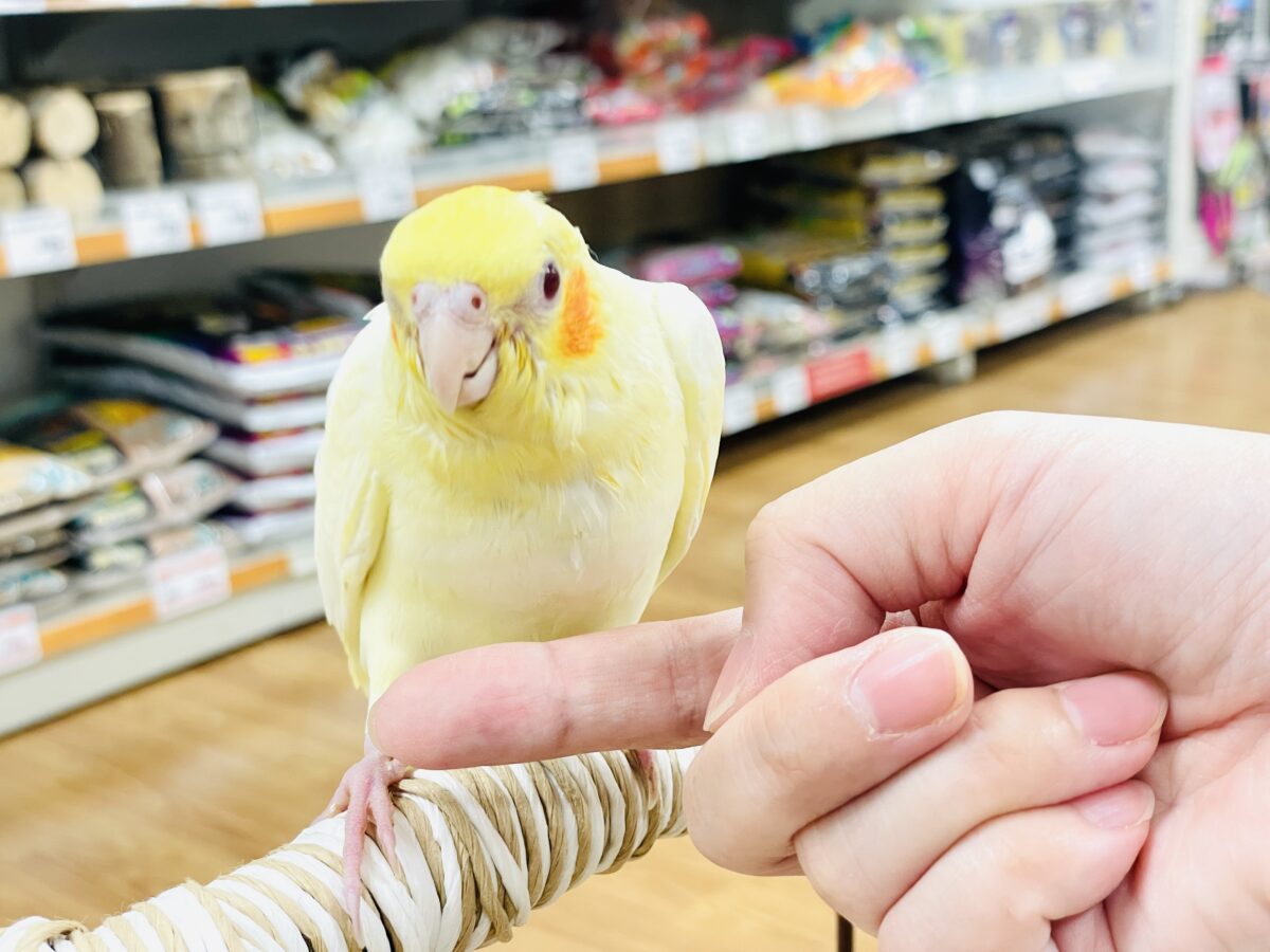 オカメインコ