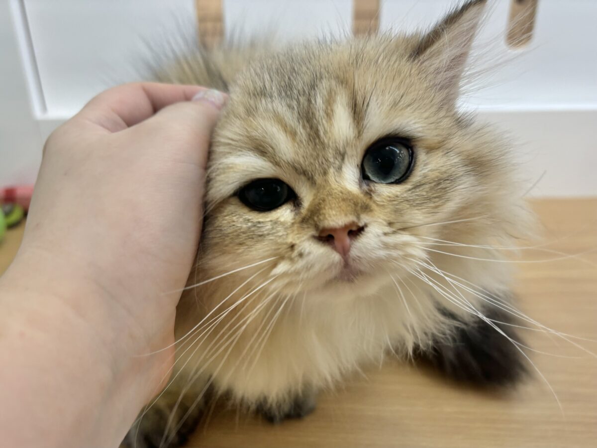 ブリティッシュショートヘア
