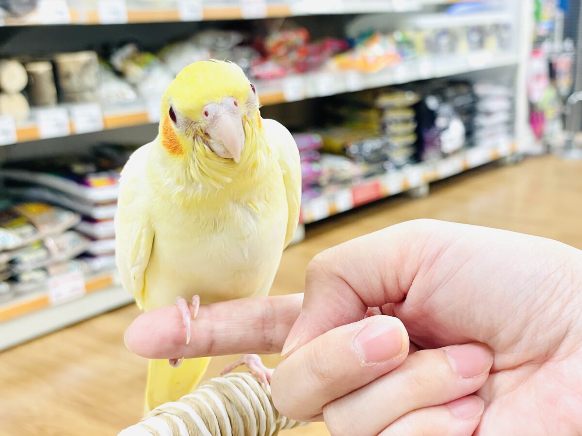 オカメインコ