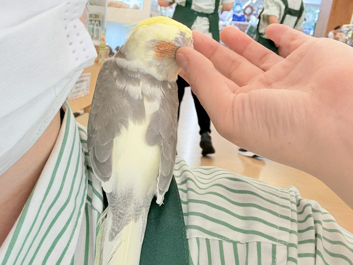 オカメインコ