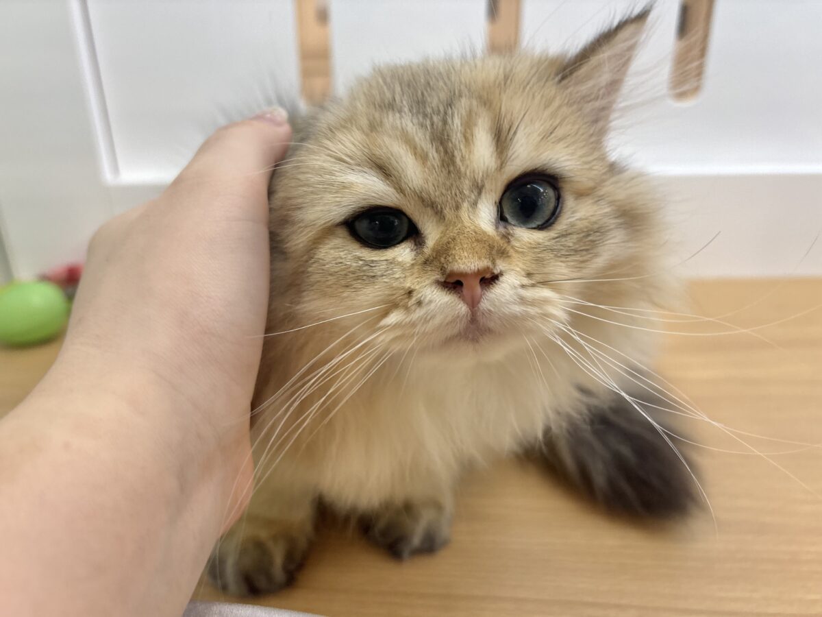 ブリティッシュショートヘア