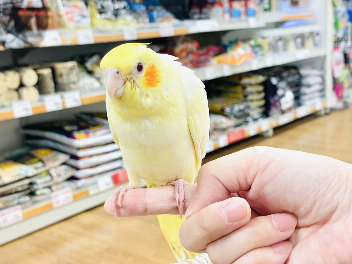 オカメインコ