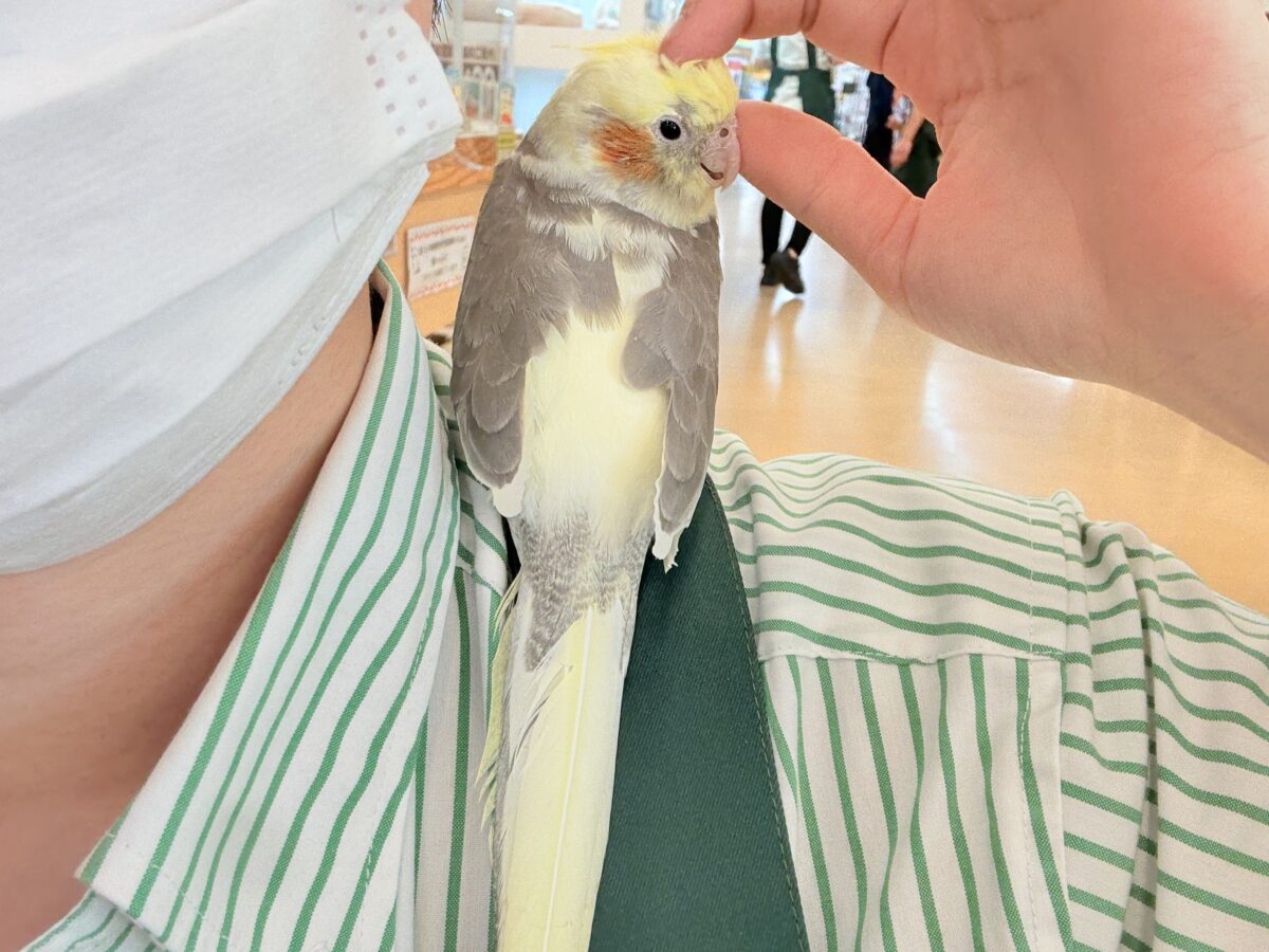 オカメインコ