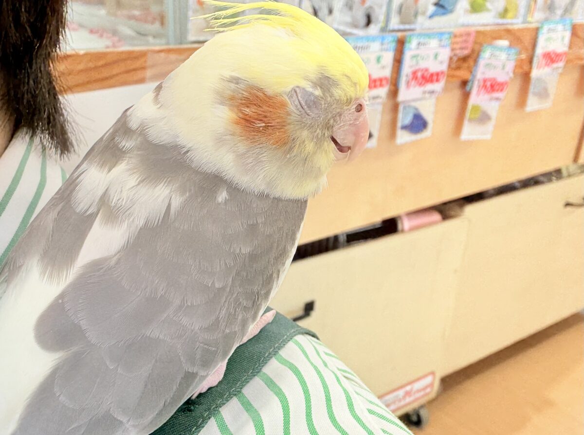 オカメインコ