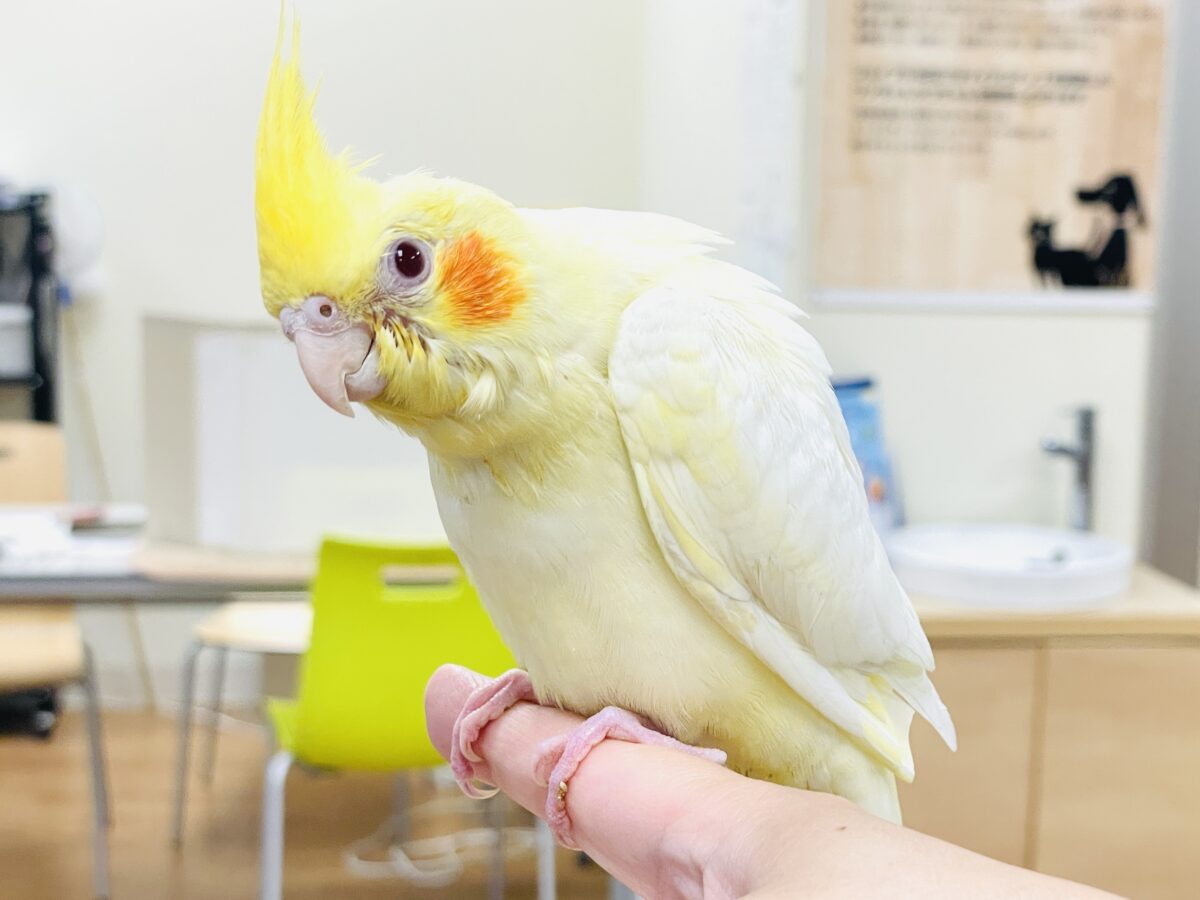 オカメインコ