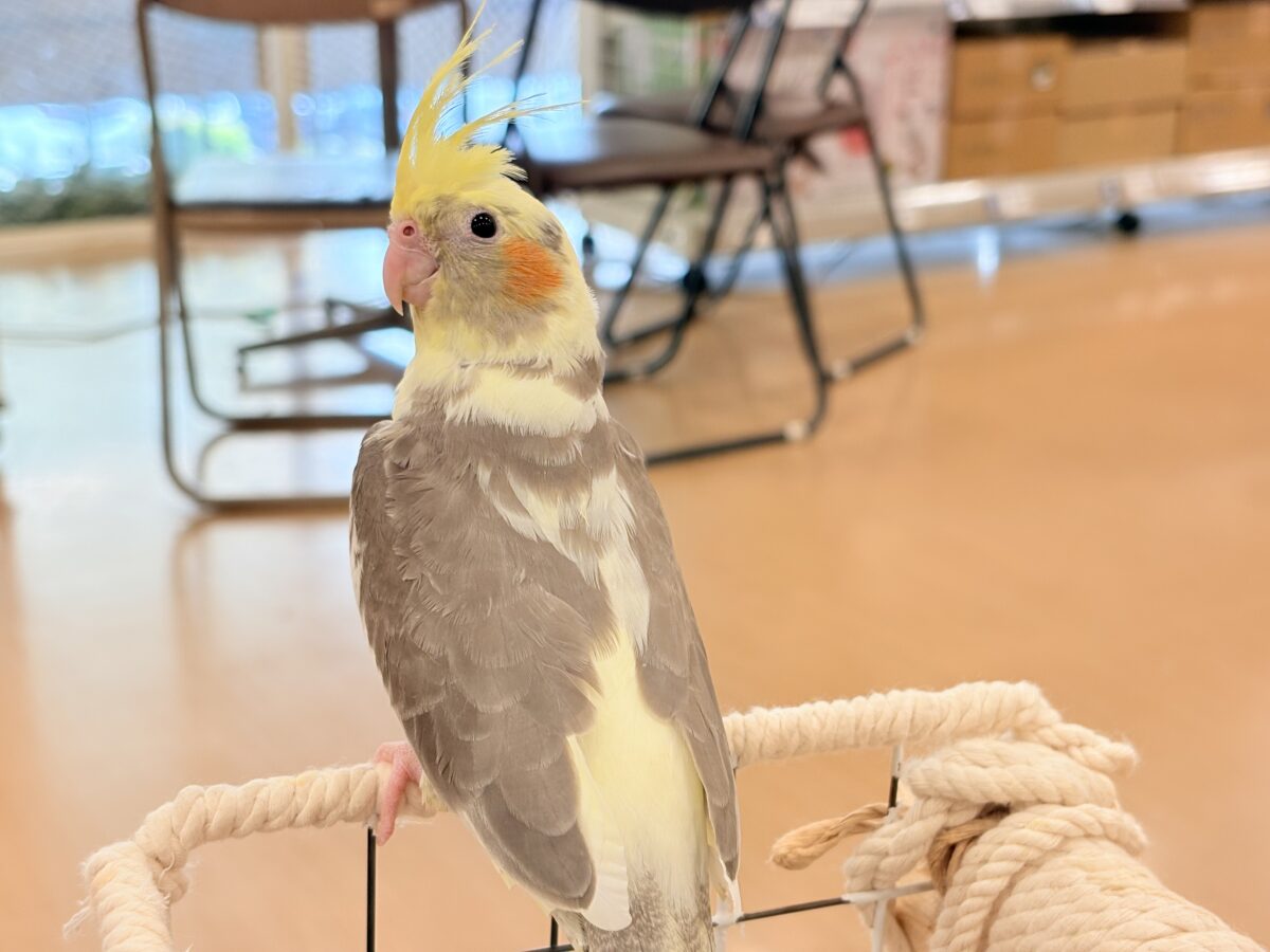 オカメインコ