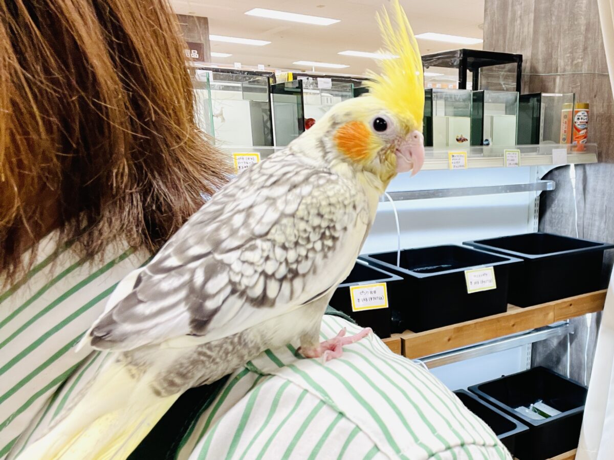 オカメインコ