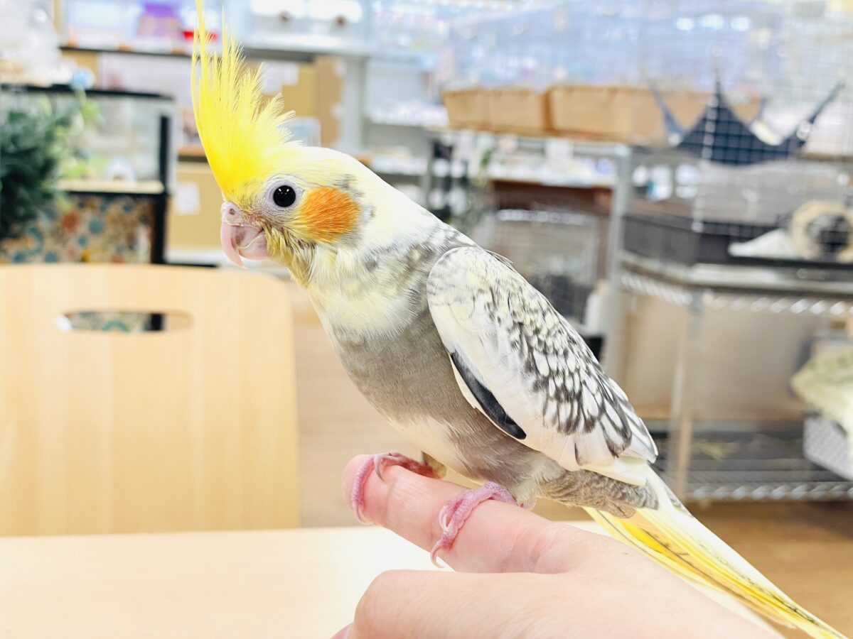 オカメインコ