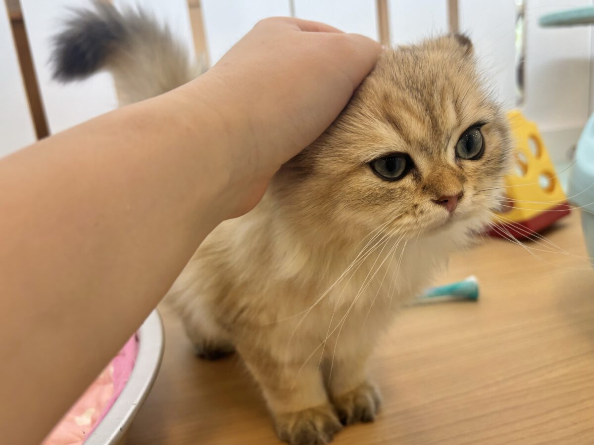 ブリティッシュショートヘア