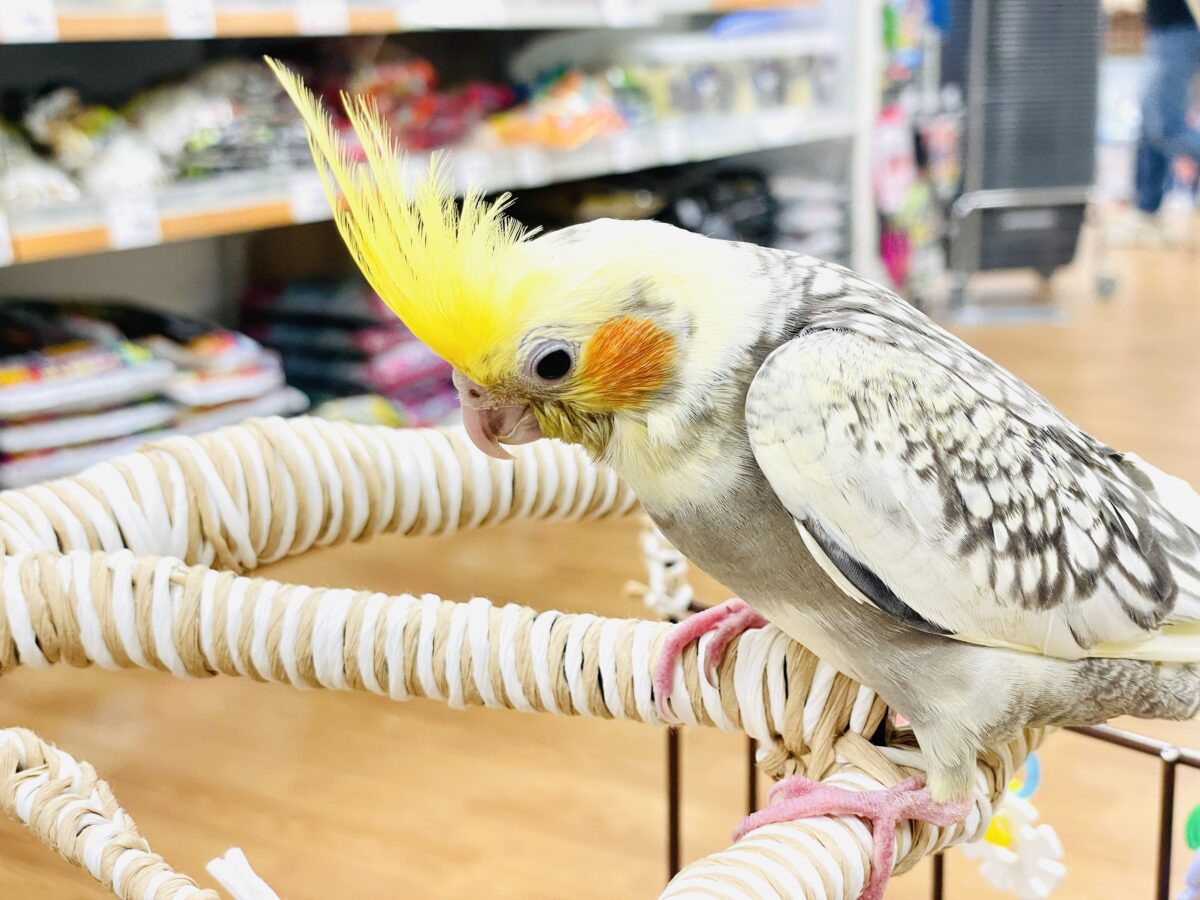 オカメインコ