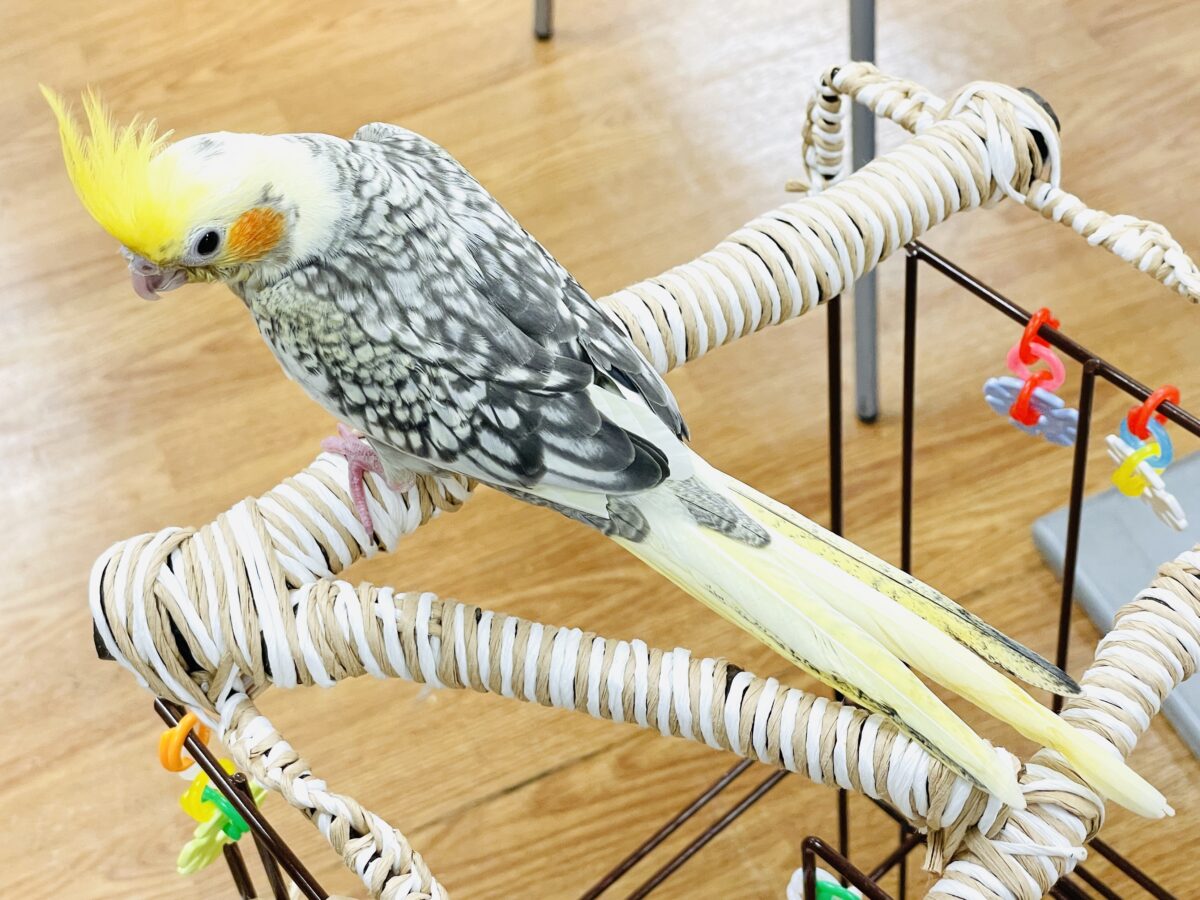 オカメインコ