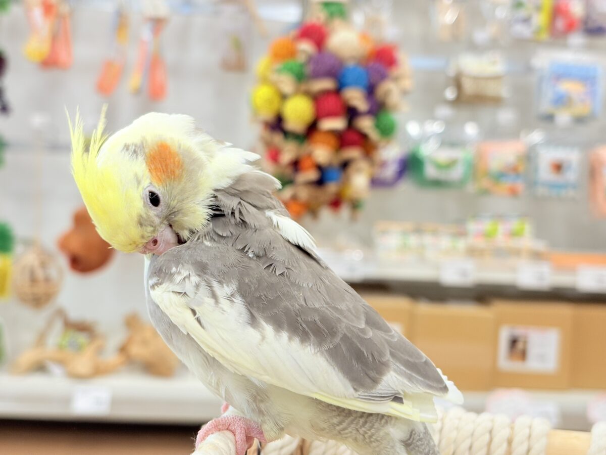 オカメインコ