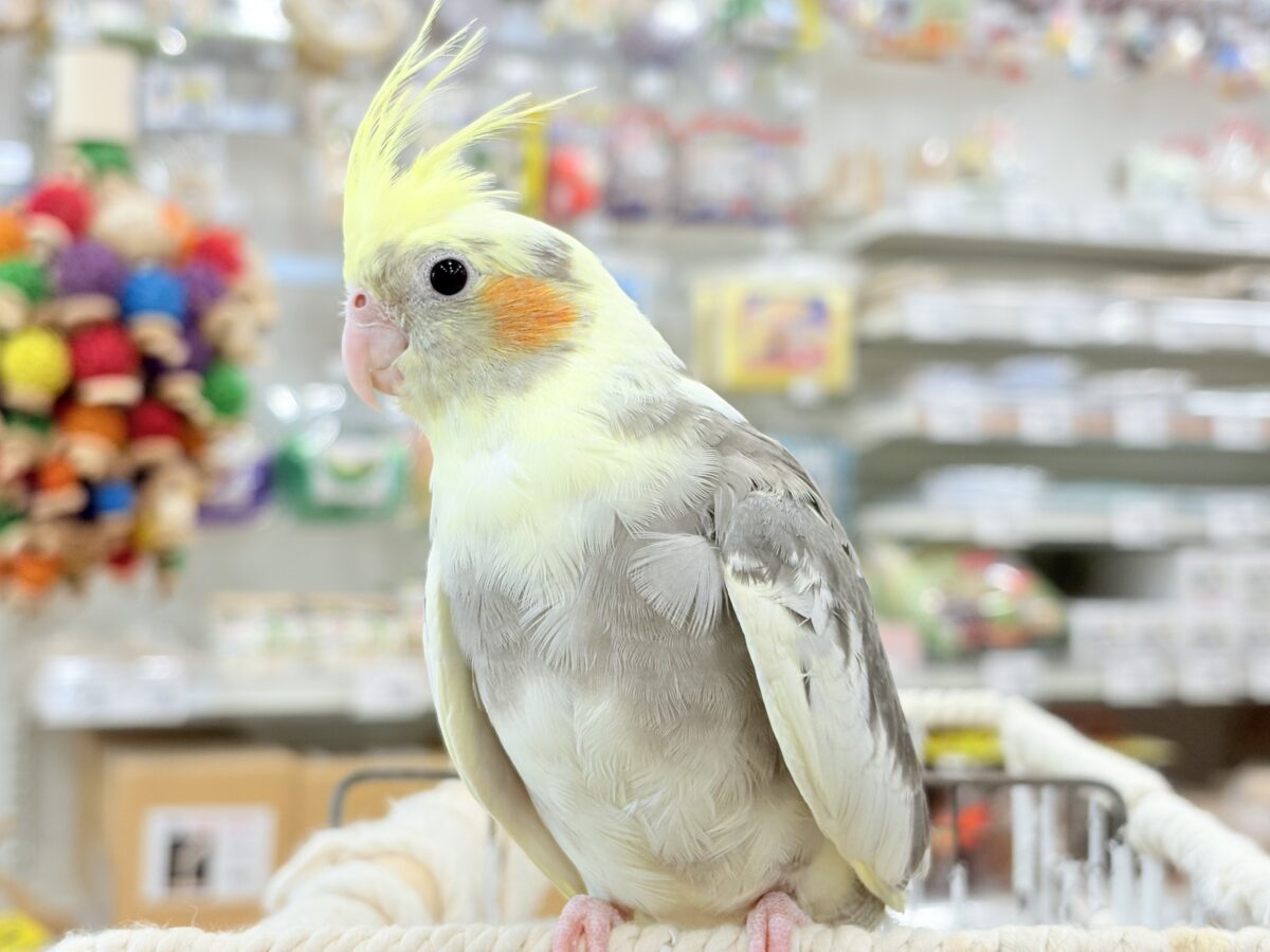 オカメインコ