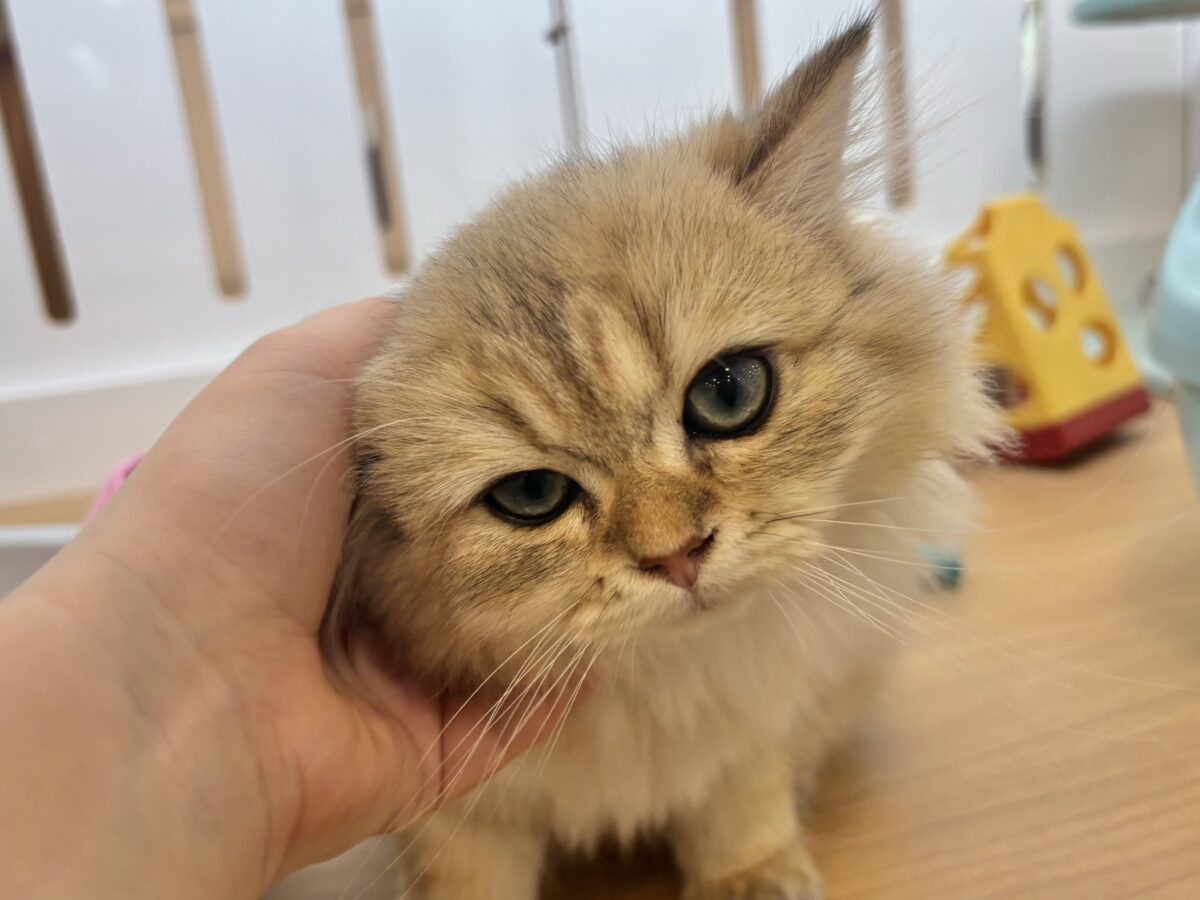 ブリティッシュショートヘア