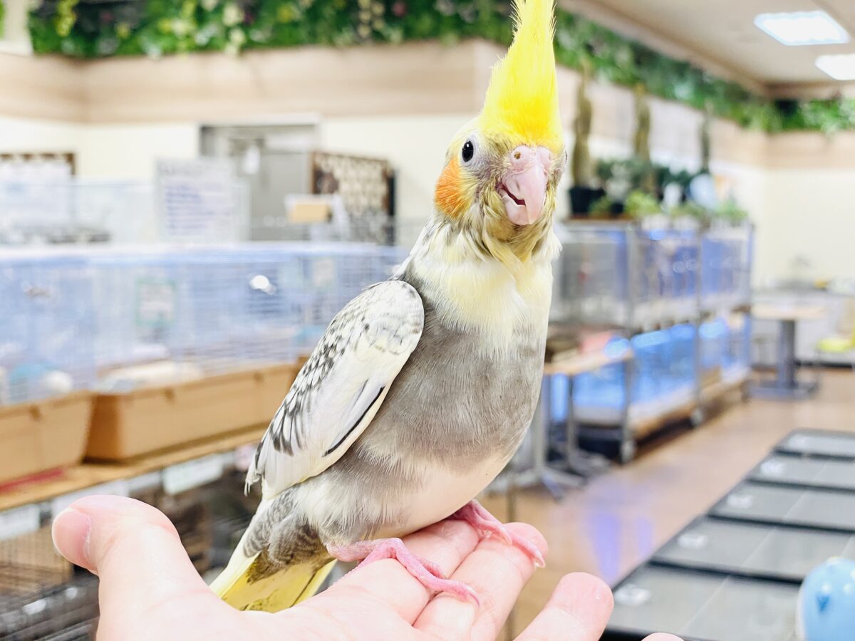 オカメインコ