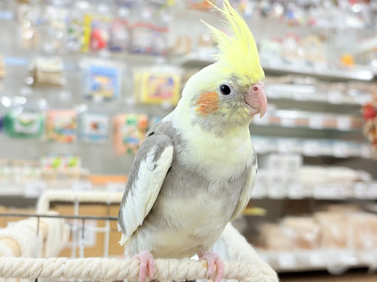 オカメインコ