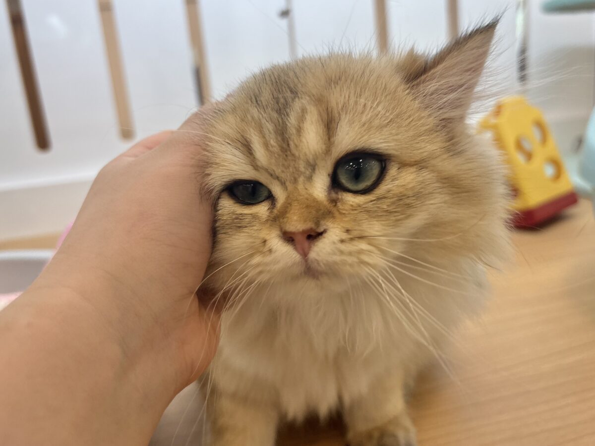 ブリティッシュショートヘア