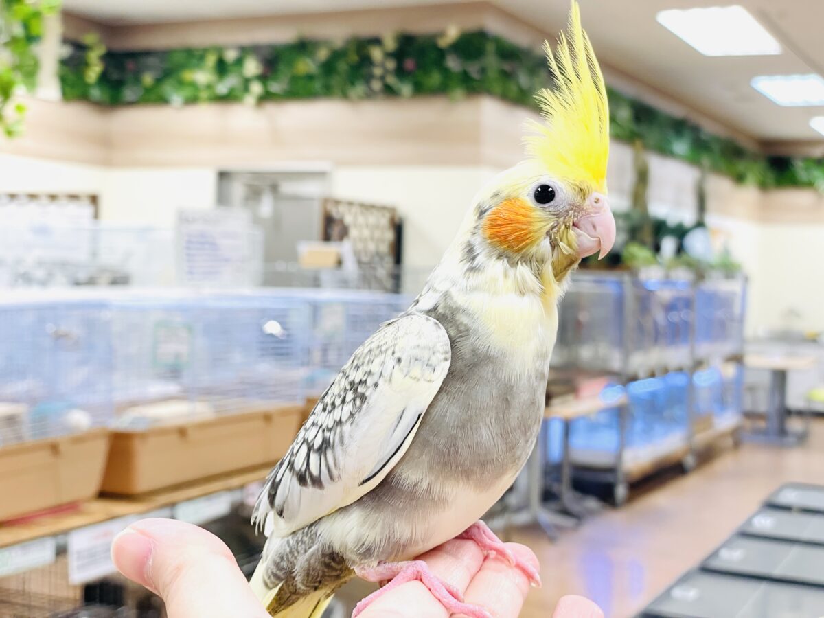 オカメインコ