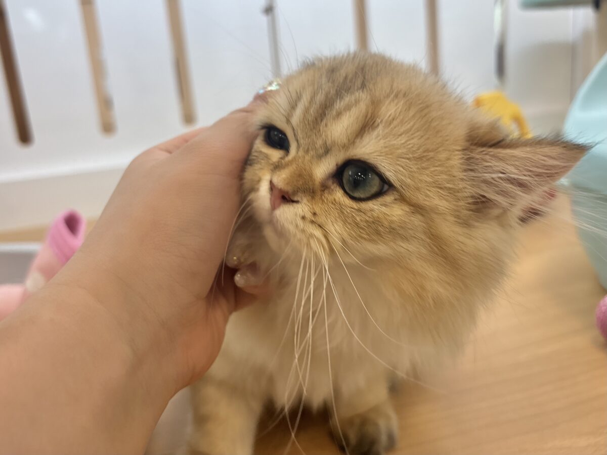 ブリティッシュショートヘア