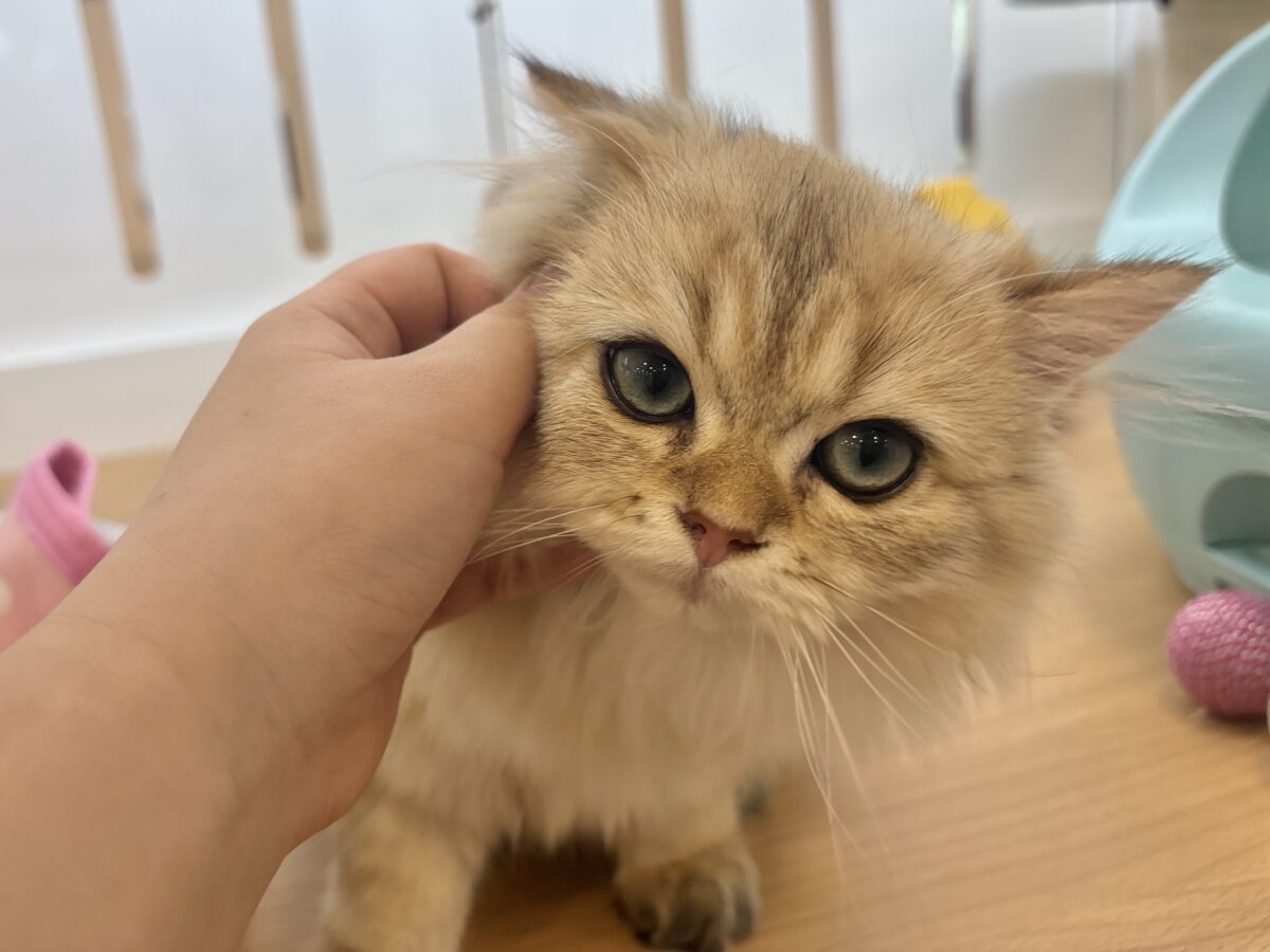 ブリティッシュショートヘア