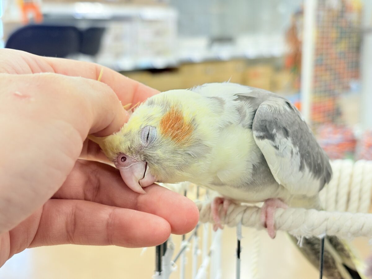 オカメインコ
