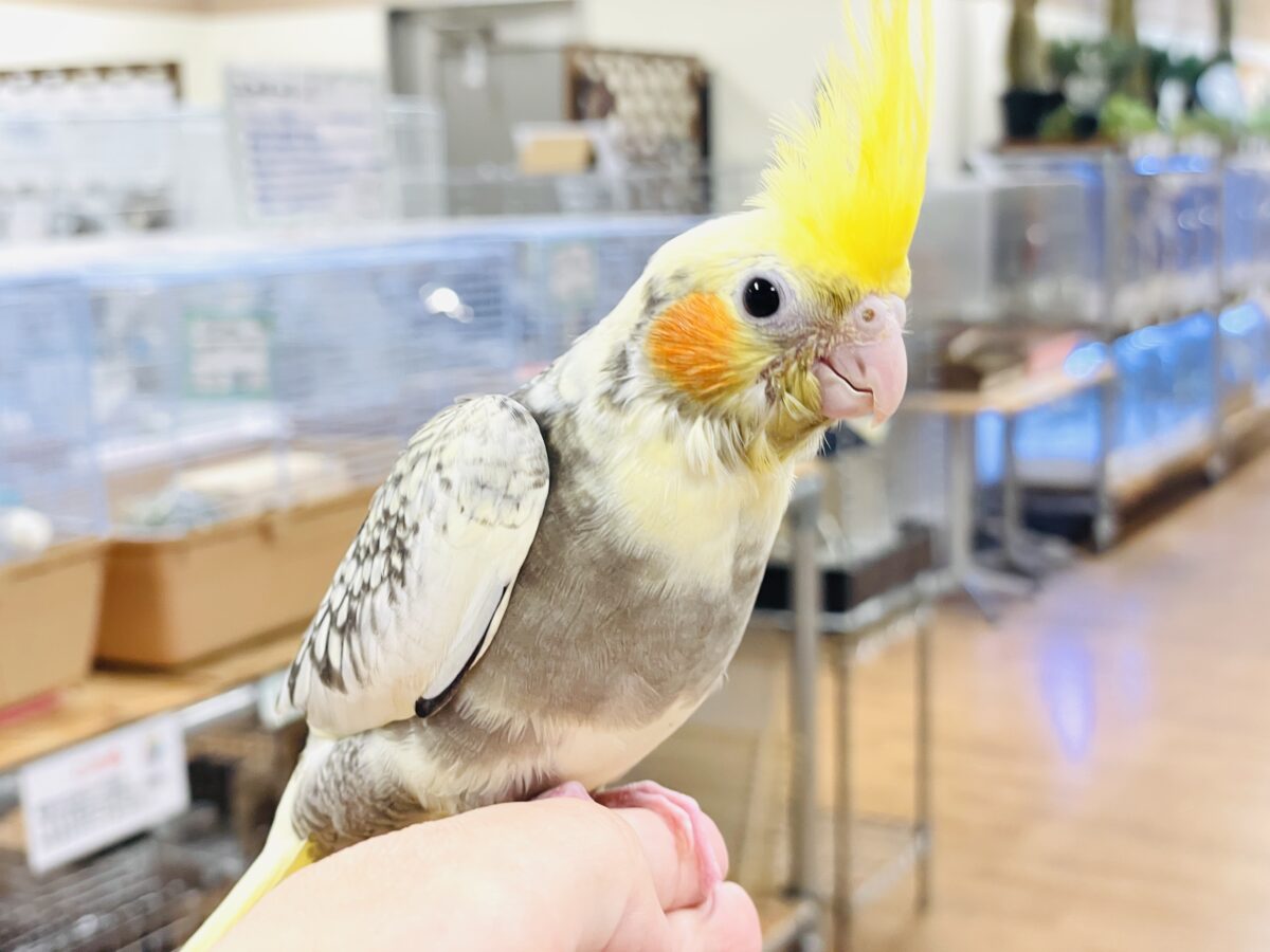 オカメインコ
