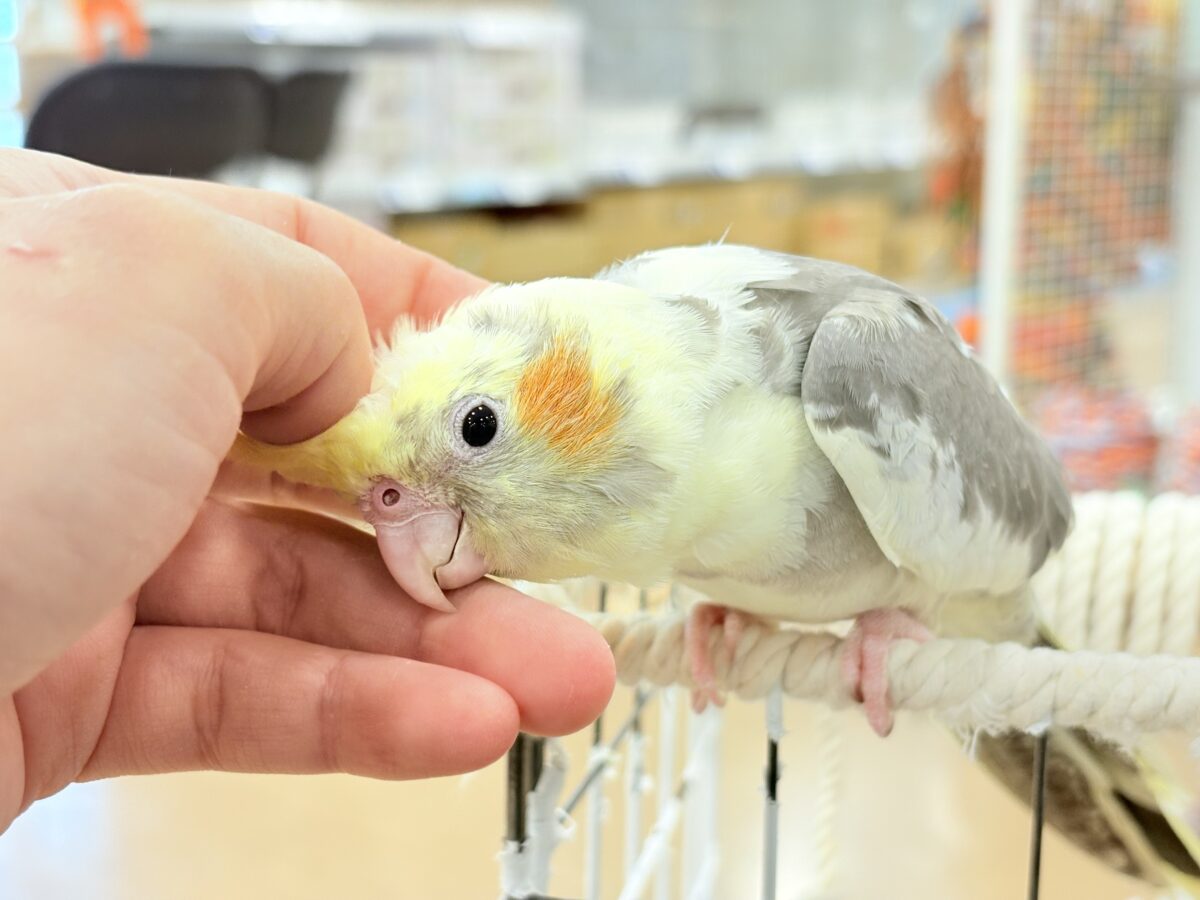 オカメインコ