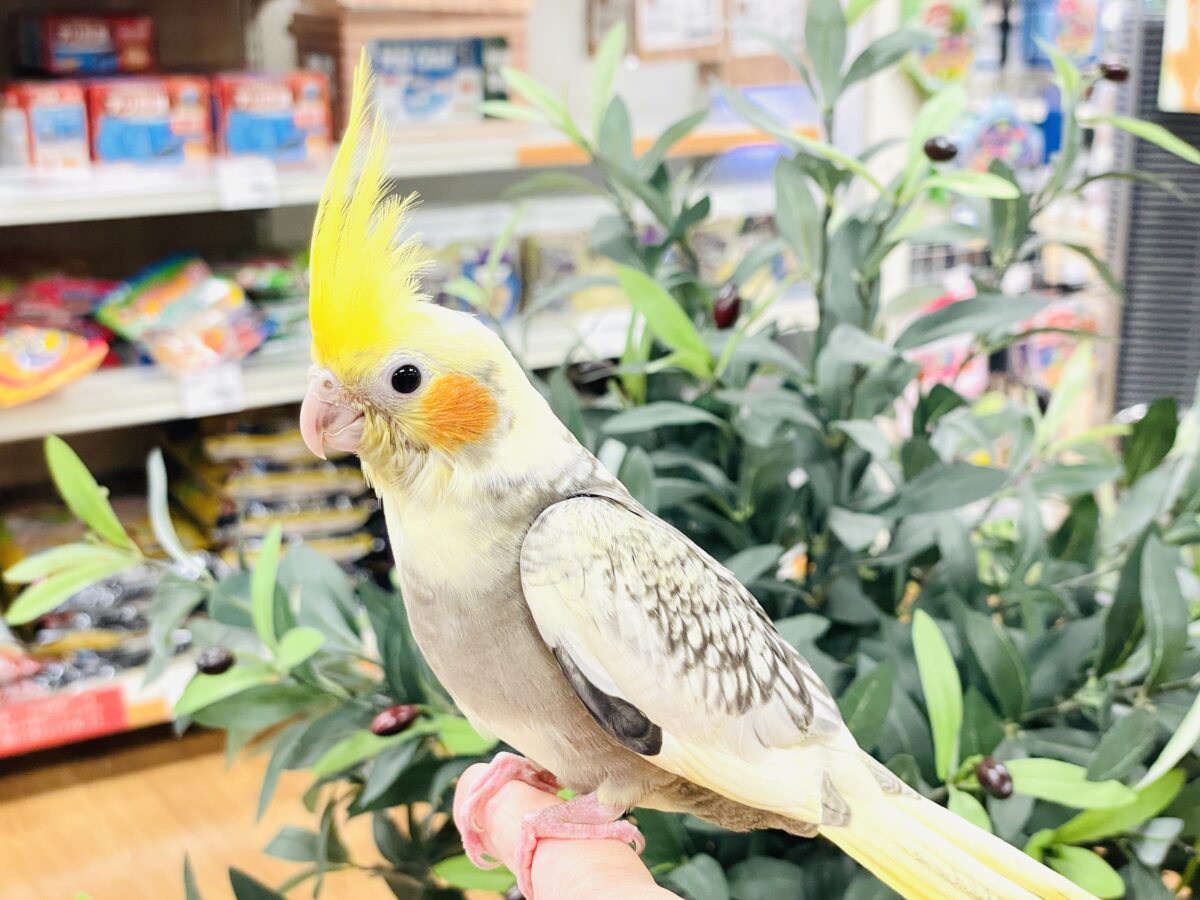 オカメインコ