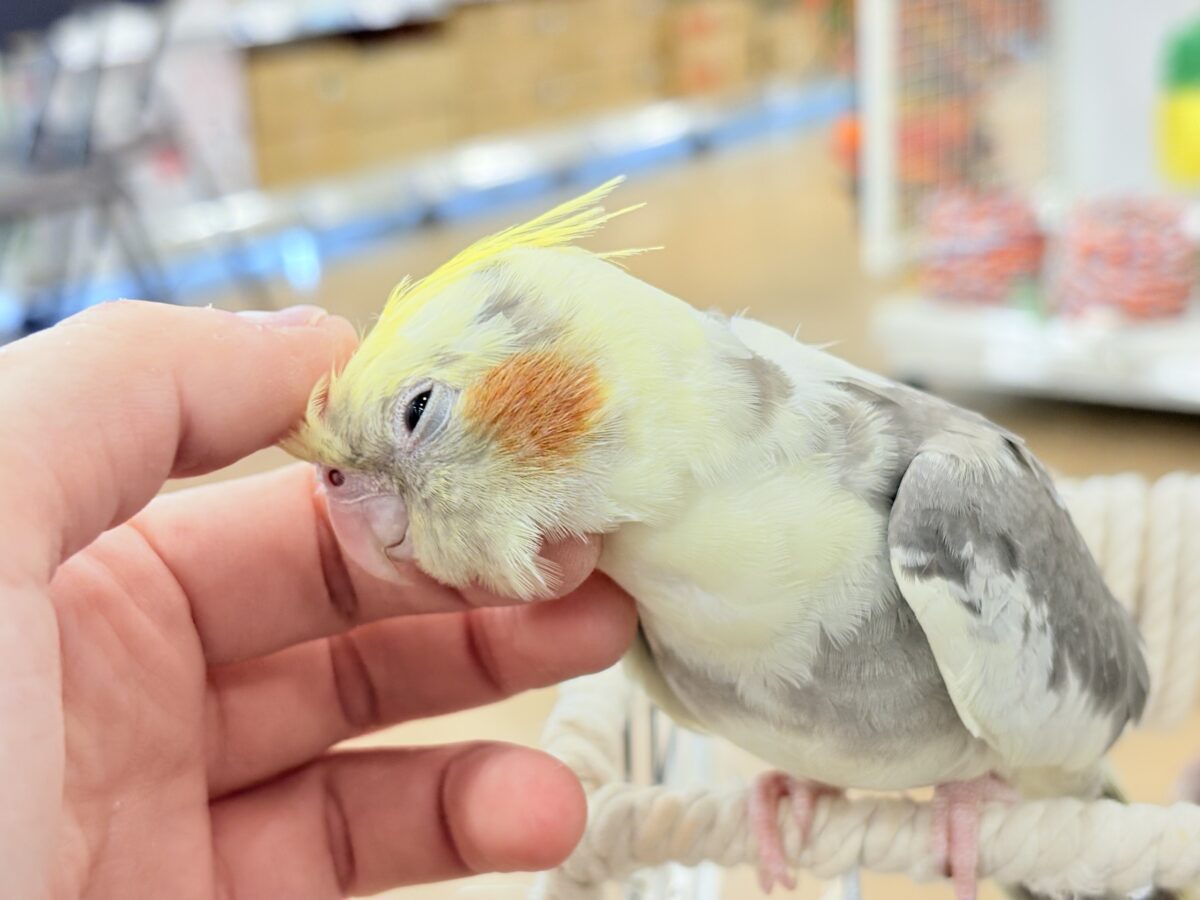 オカメインコ