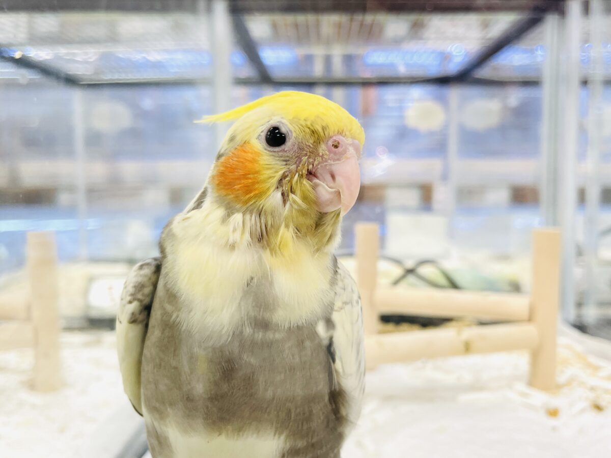 オカメインコ