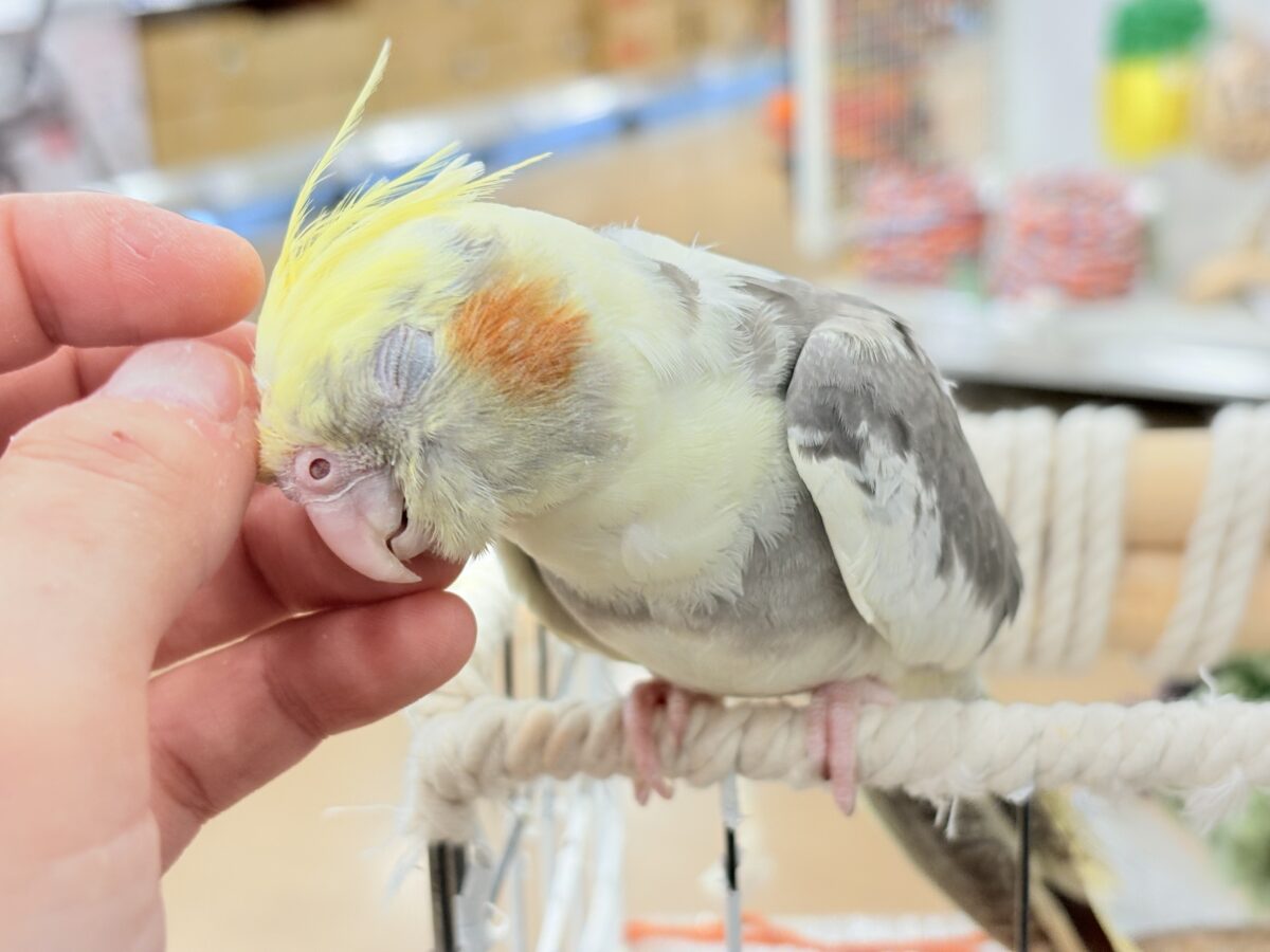 オカメインコ