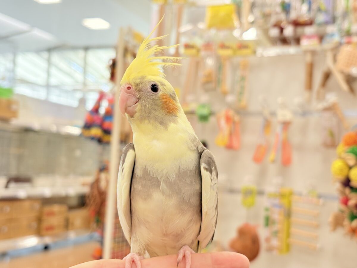 オカメインコ