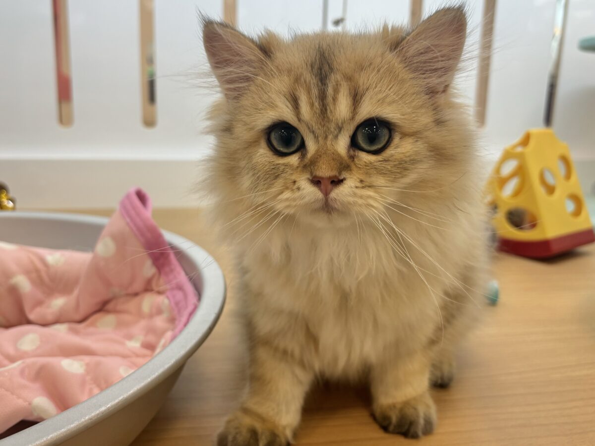 ブリティッシュショートヘア