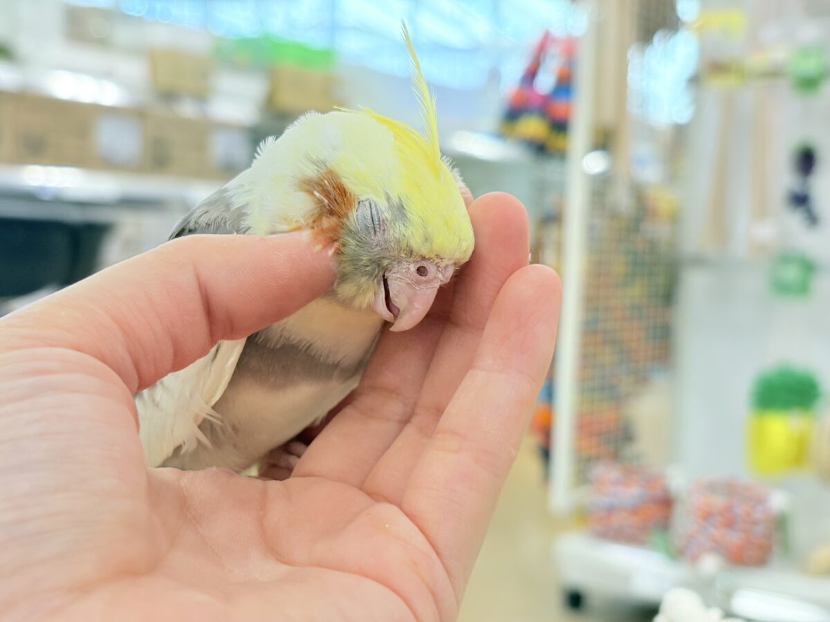 オカメインコ