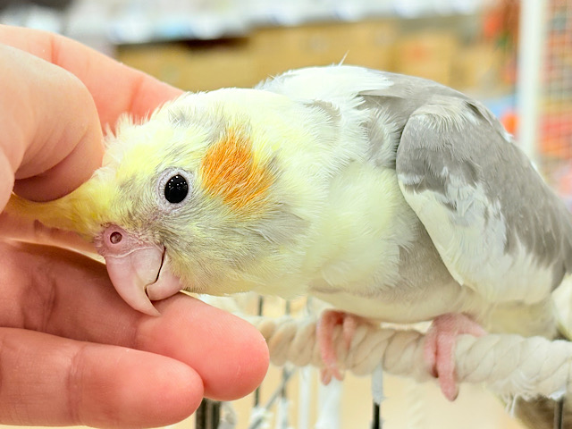 くっつき虫の座は譲らんゾ！！！オカメインコ(パイド)