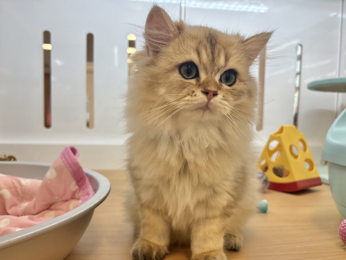 ブリティッシュショートヘア