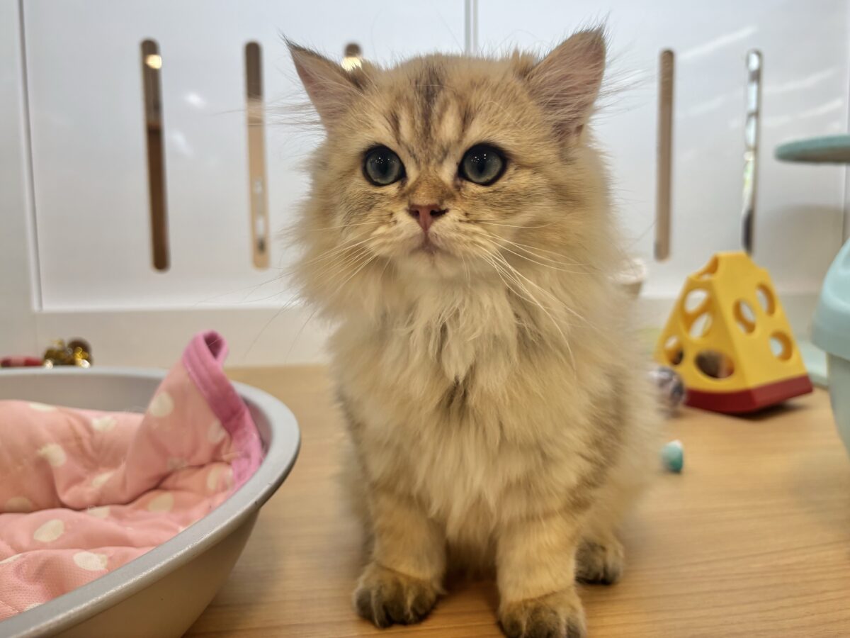 ブリティッシュショートヘア