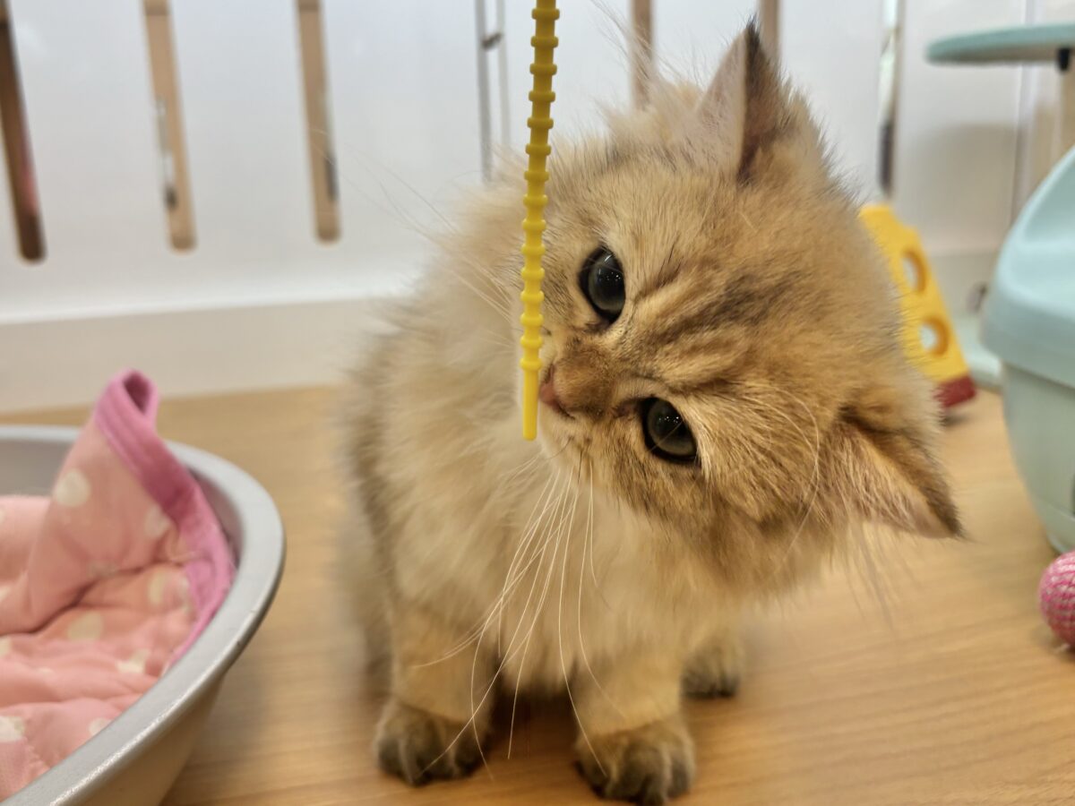 ブリティッシュショートヘア